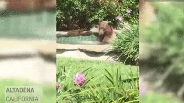 Медведь - Sputnik Afrique