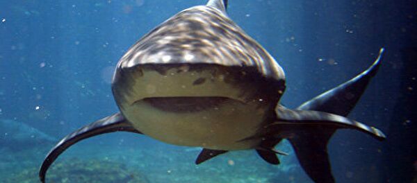 Un requin (image d'illustration) - Sputnik Afrique