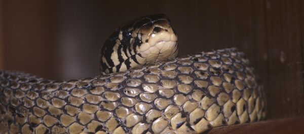 Un cobra - Sputnik Afrique