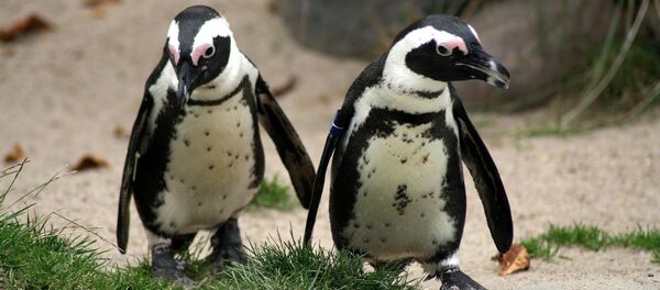 Manchots - Sputnik Afrique