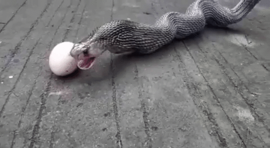 Un cobra - Sputnik Afrique