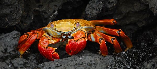 crabe crabe - Sputnik Afrique