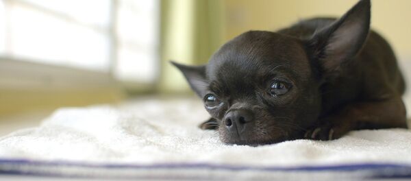 chihuahua (image de démonstration) - Sputnik Afrique