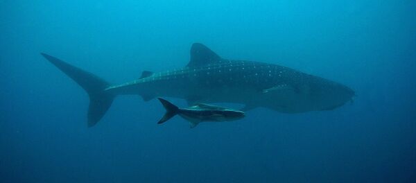 Un requin baleine - Sputnik Afrique