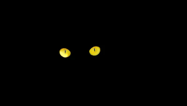 chat - Sputnik Afrique