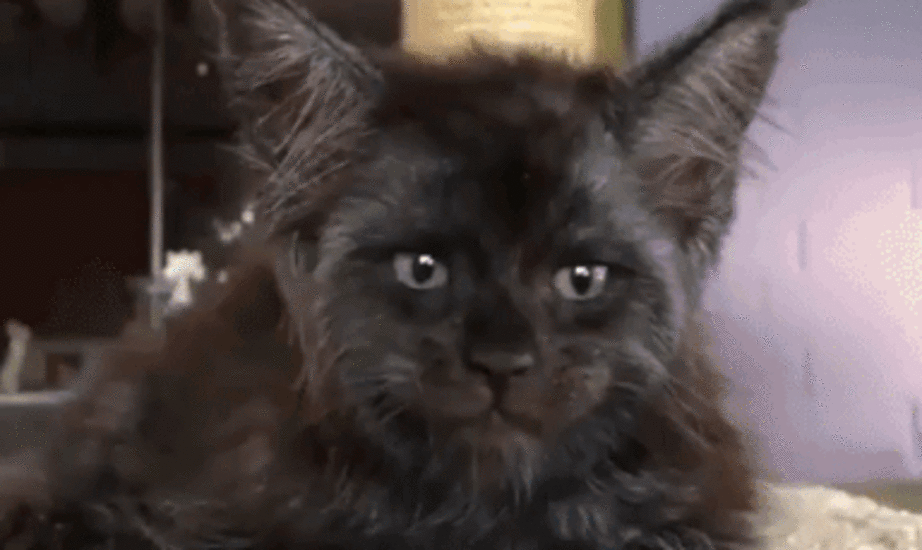 Chat - Sputnik Afrique