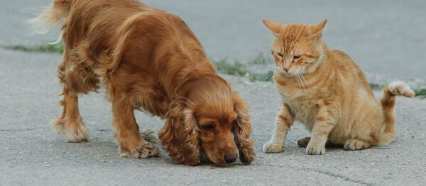 Un cocker spaniel et un chat roux (image d'illustration) - Sputnik Afrique