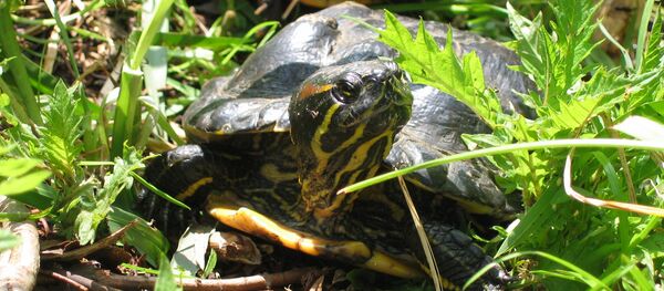Tortue de Floride - Sputnik Afrique