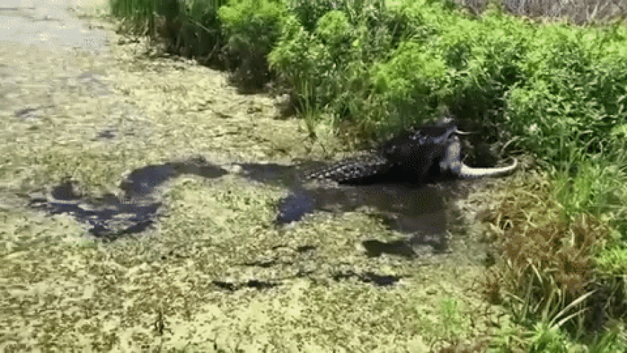 An alligator floats atop the water of 40-acre lake at Brazos Bend State Park in Needville, Texas - Sputnik Afrique