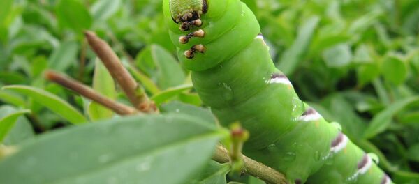 Une chenille verte (image d'illustration) - Sputnik Afrique