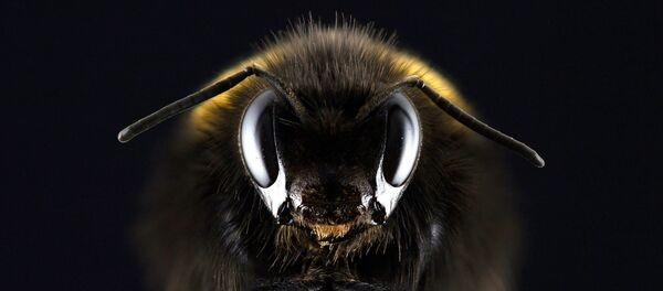 guêpe - Sputnik Afrique