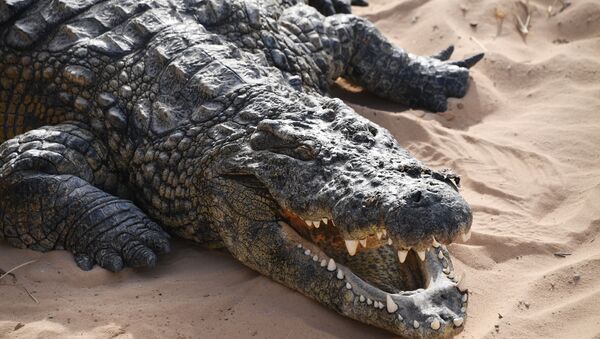 Un crocodile - Sputnik Afrique