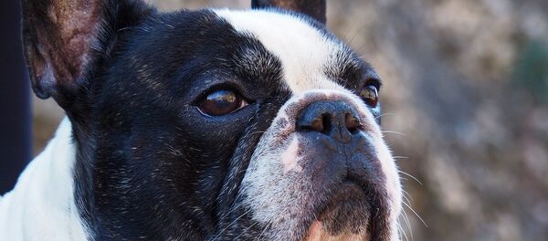 Французский бульдог - Sputnik Afrique