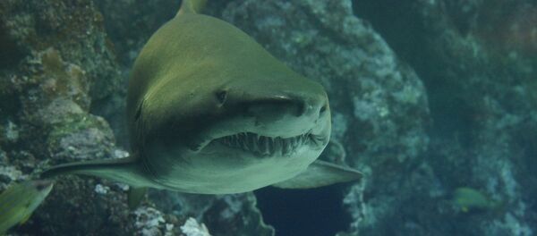 Un requin - Sputnik Afrique
