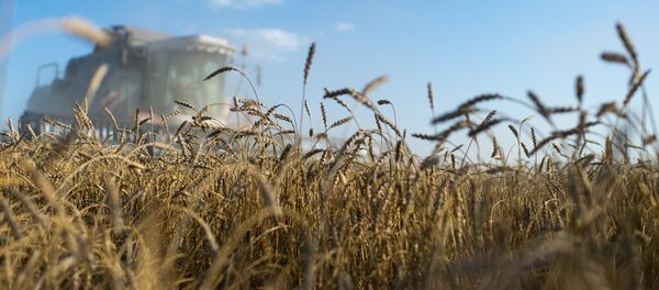 Le blé de la Sibérie - Sputnik Afrique