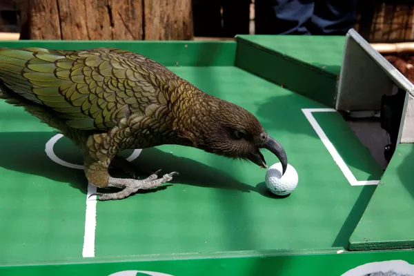 Ces animaux capables de prédire (ou non) les résultats de la Coupe du monde 2018 Ces animaux capables de prédire (ou non) les résultats de la Coupe du monde 2018 - Sputnik Afrique