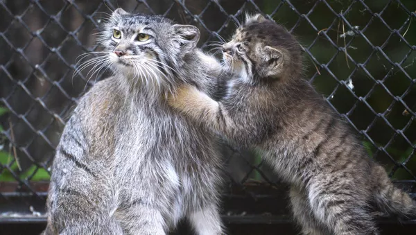 Des petits chats de Pallas au zoo de Novossibirsk - Sputnik Afrique