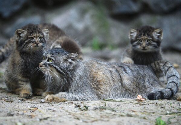 Des petits chats de Pallas au zoo de Novossibirsk - Sputnik Afrique