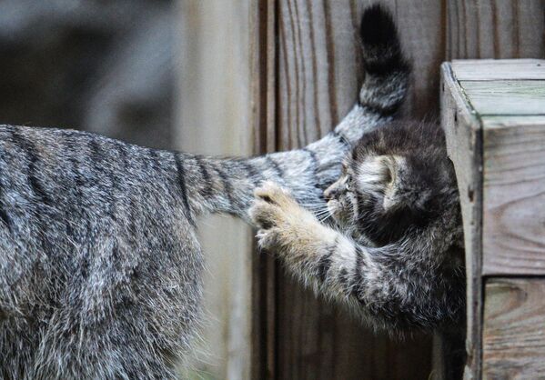 Des petits chats de Pallas au zoo de Novossibirsk - Sputnik Afrique