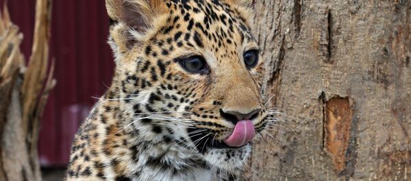 Un léopard  - Sputnik Afrique