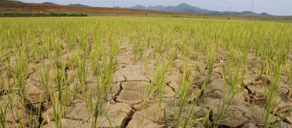 De fortes sécheresses - Sputnik Afrique