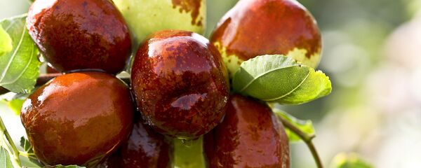 dattes chinoises - Sputnik Afrique