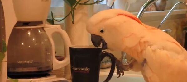 La matinée débute avant tout par un café! Même pour les perroquets - Sputnik Afrique