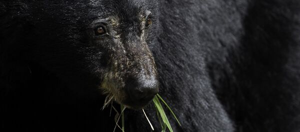 Un ours noir - Sputnik Afrique