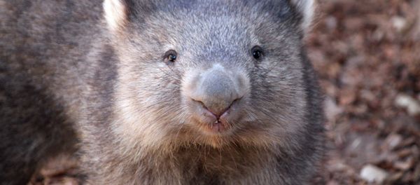 Un wombat - Sputnik Afrique