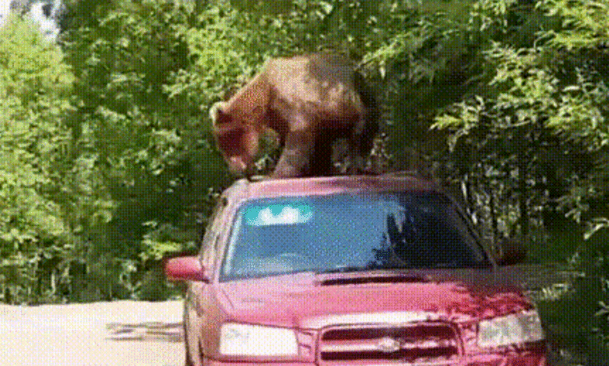 ours - Sputnik Afrique