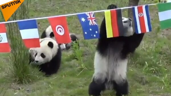 Des pandas qui peuvent prédire les résultats du Mondial… Ou non? - Sputnik Afrique