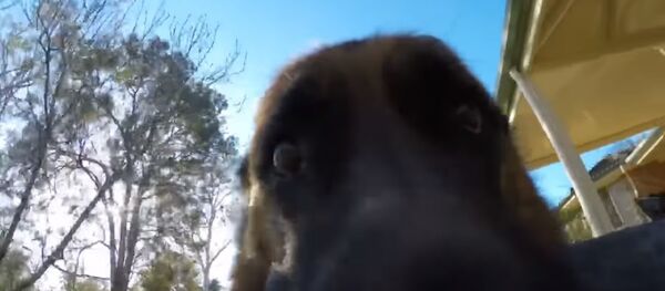 Mischievous Dog Refuses to Give GoPro Back - Sputnik Afrique