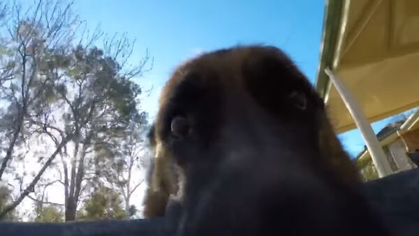 Mischievous Dog Refuses to Give GoPro Back - Sputnik Afrique
