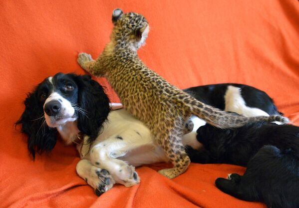 Une chienne adopte un bébé léopard - Sputnik Afrique