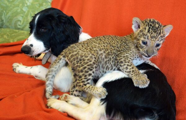 Une chienne adopte un bébé léopard - Sputnik Afrique