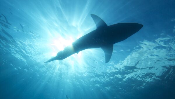 un requin (image d'illustration) - Sputnik Afrique