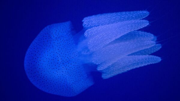 A jellyfish swims in an indoor ocean park aquarium at the Wanda Cultural Tourism City in Nanchang in southeastern China's Jiangxi province, Saturday, May 28, 2016 - Sputnik Afrique
