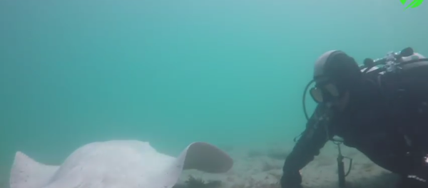 Images rarissimes: une raie albinos s’approche de plongeurs - Sputnik Afrique