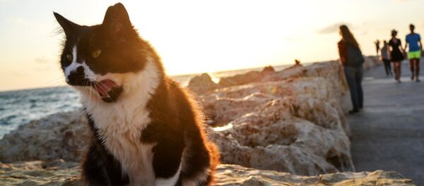 Побережье Средиземного моря в Тель-Авиве. - Sputnik Afrique