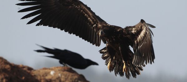 Un aigle et un oiseau  - Sputnik Afrique
