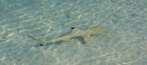 Un requin - Sputnik Afrique