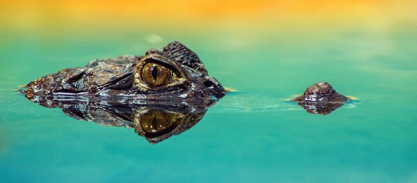 crocodile - Sputnik Afrique