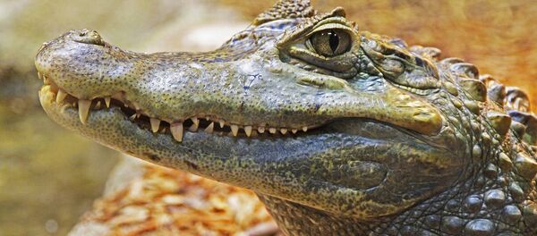 Alligator - Sputnik Afrique