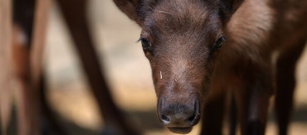 Un bébé faon - Sputnik Afrique