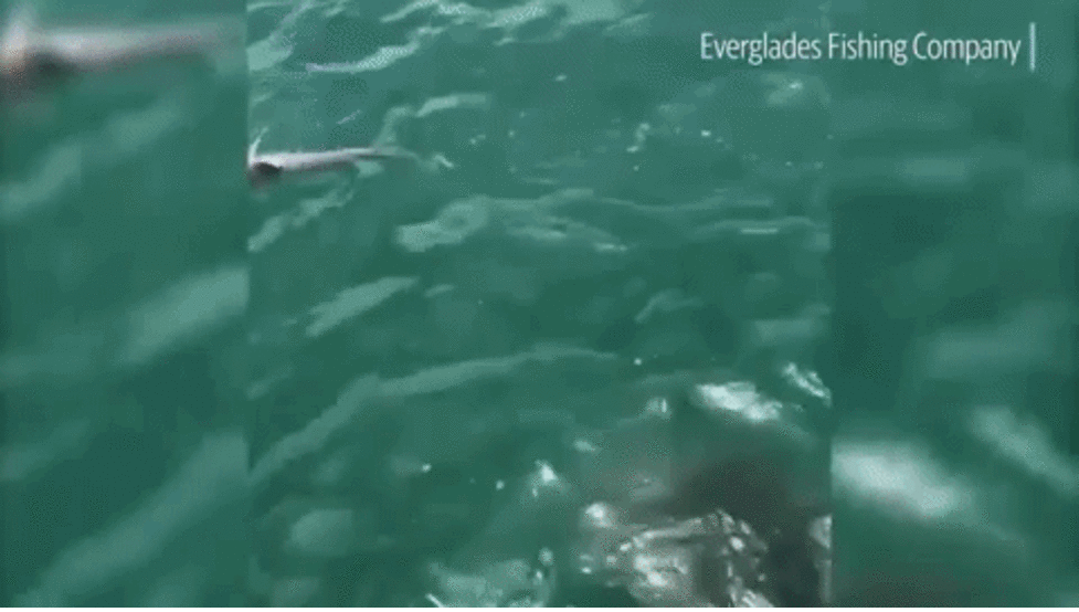 Un requin baleine Un requin baleine - Sputnik Afrique