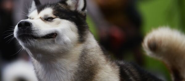 Un husky  - Sputnik Afrique