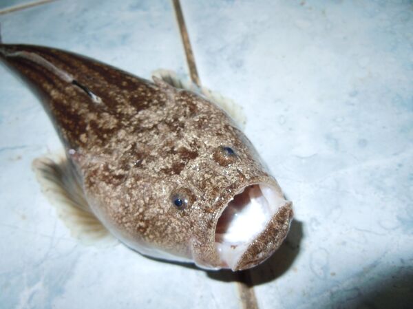 L'uranoscope - Sputnik Afrique