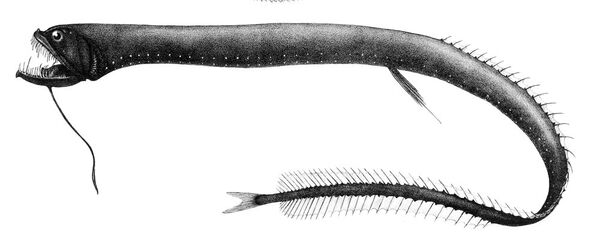 Le poisson-dragon noir Le poisson-dragon noir - Sputnik Afrique