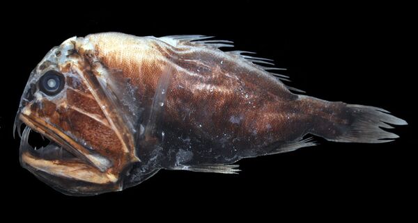 Le poisson-ogre Le poisson-ogre - Sputnik Afrique