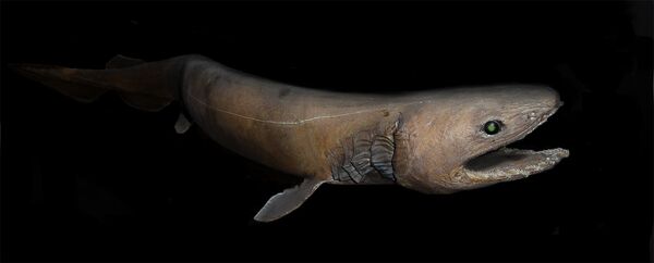 Le requin-lézard Le requin-lézard - Sputnik Afrique